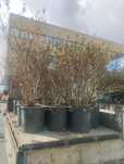 Planta de Mirtilo