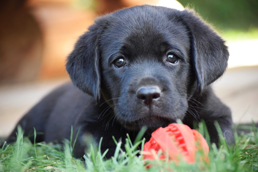 Śliczny szczeniak Labrador Retriever FCI