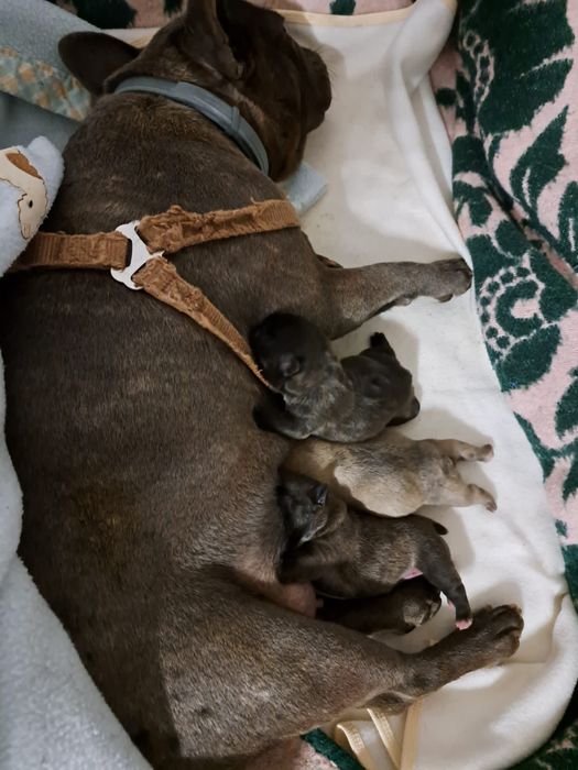 Montas - Bulldog French Cream *experiência*