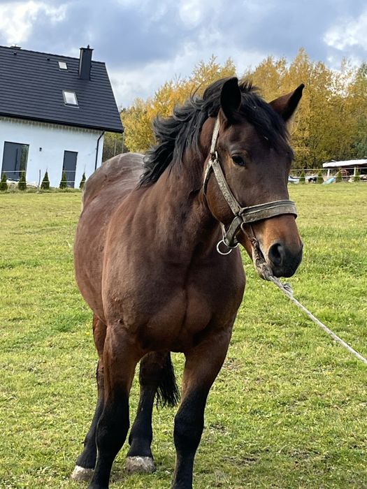 Sprzedam konia maści ciemnogniadej