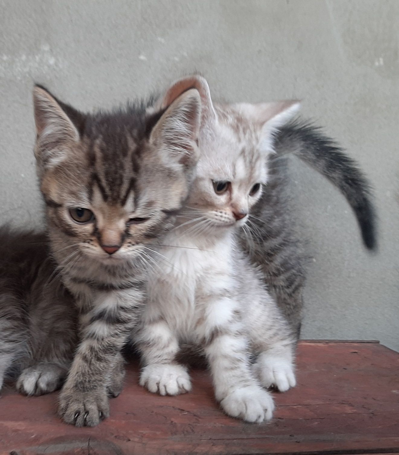 Британские котята