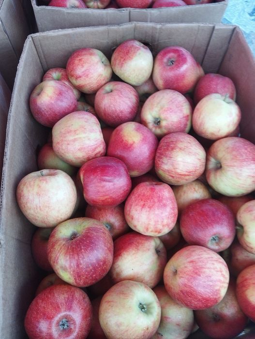 Продам яблука різних сортів