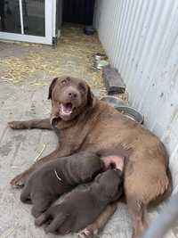 Labrador Retriever