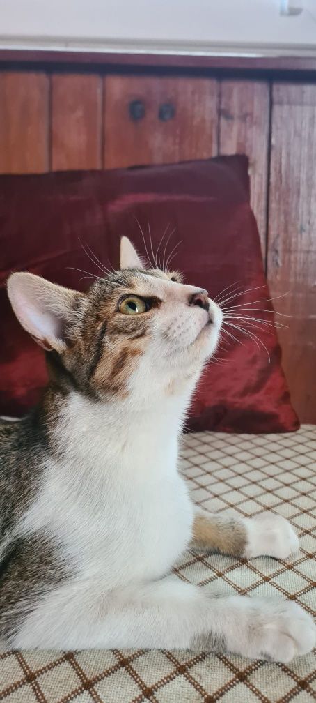 Gatinhos para adoção responsável
