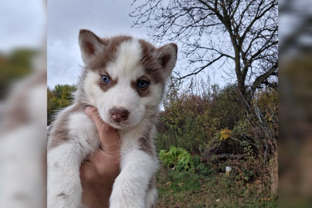 Блакитноокі сибірські хаскі — хлопчик і дівчинка