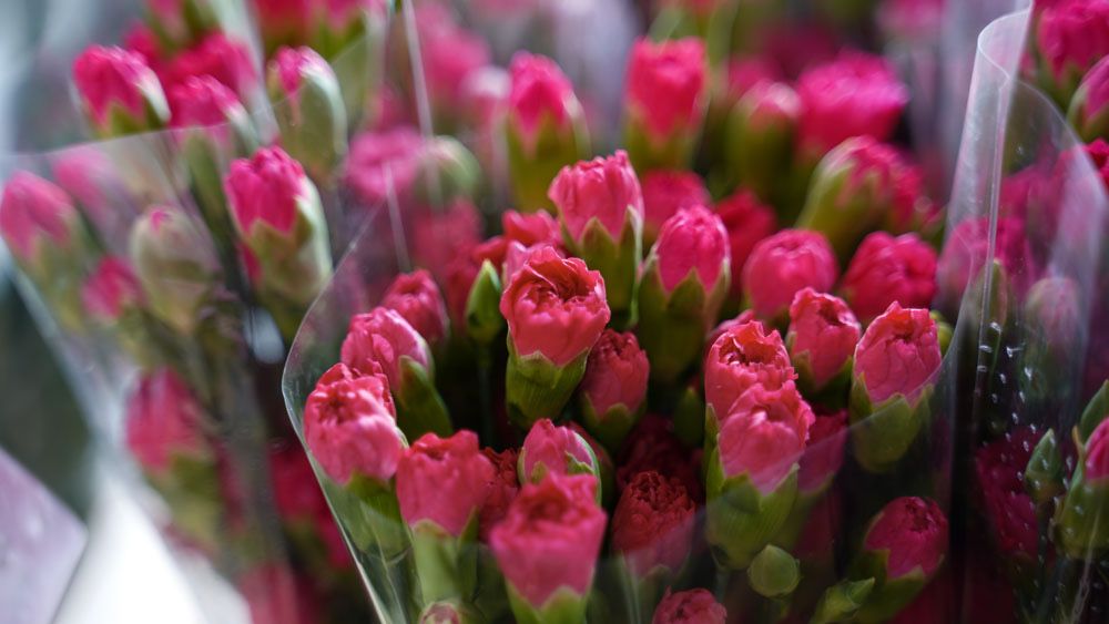 KWIATY -gozdzik tulipan roze