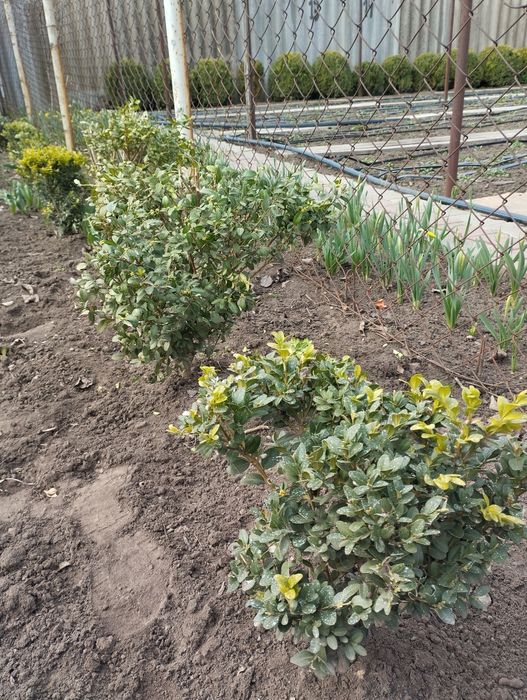 Продам саженцы йошты,самшита