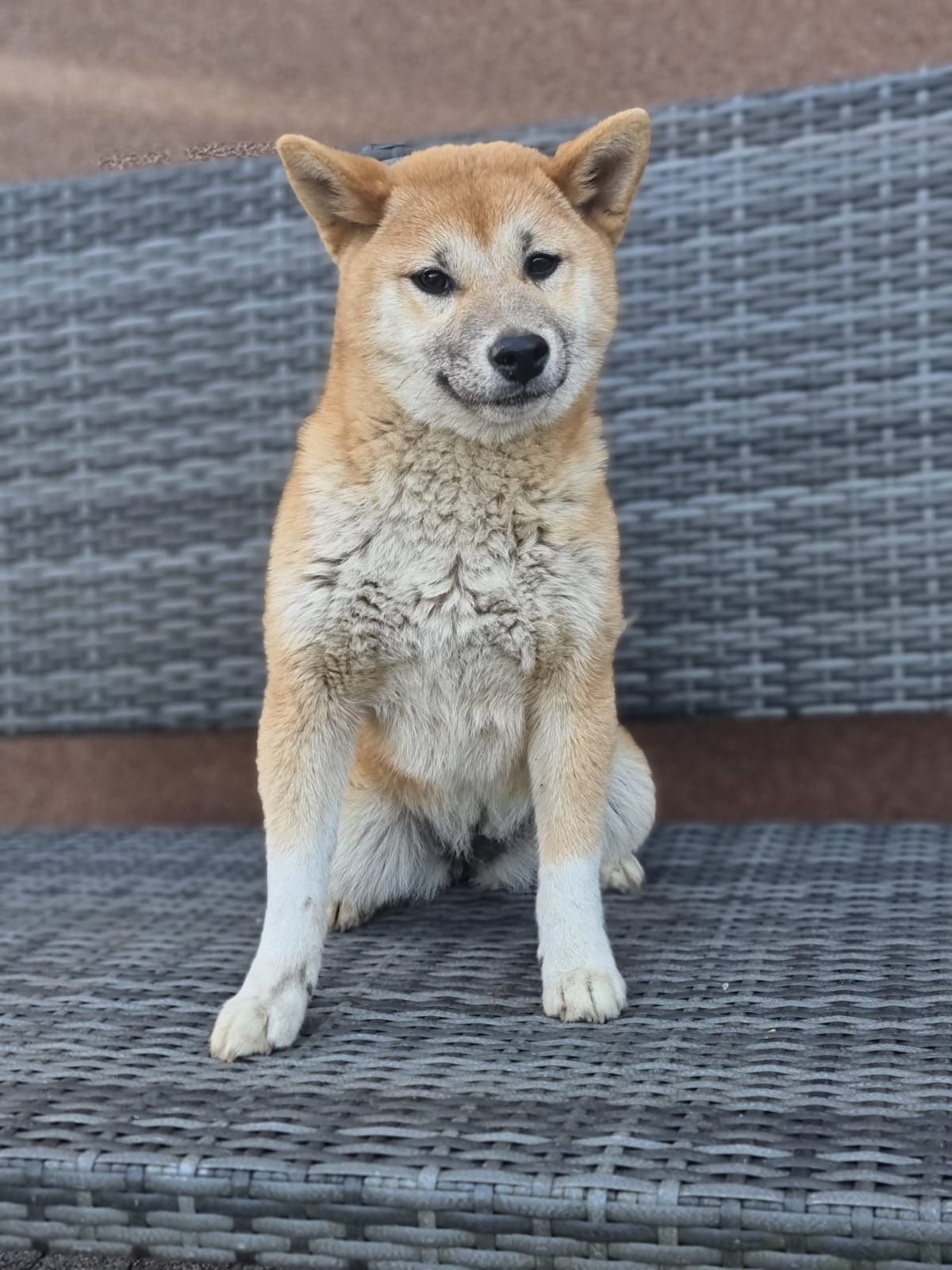 SHIBA INU szczeniak szczenię czerwona suczka do odbioru