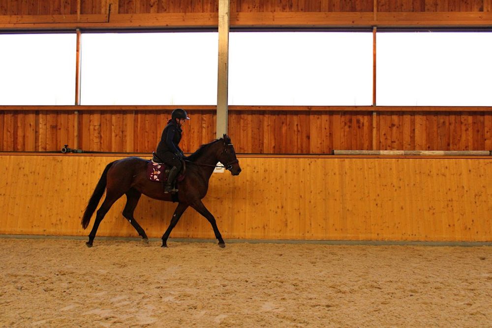 Wysoka klacz  (170cm) pelny TUV