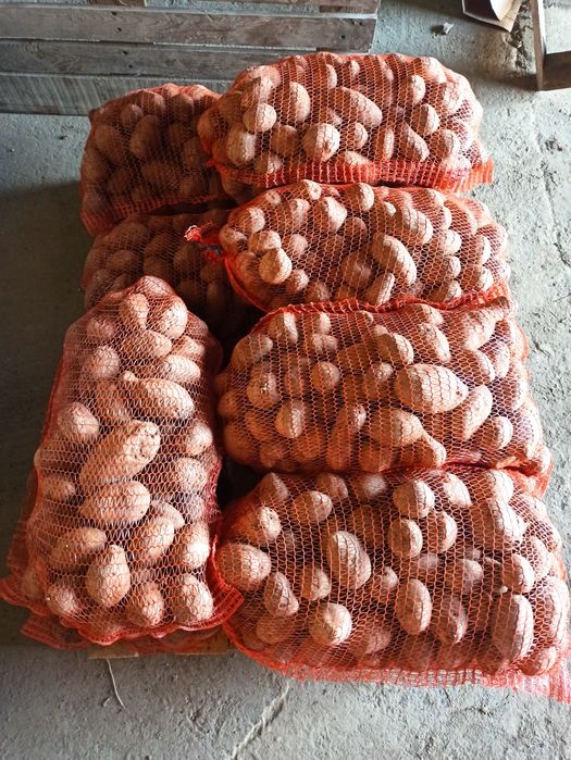 Ziemniaki paszowe zeszłoroczne, bez kiełka