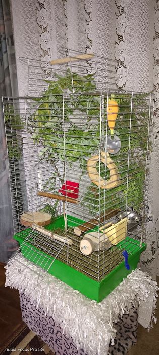 Клітка для пташок