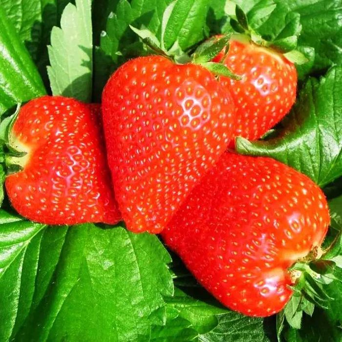 Росада  клубники  /садженці полуниці Аллегро.