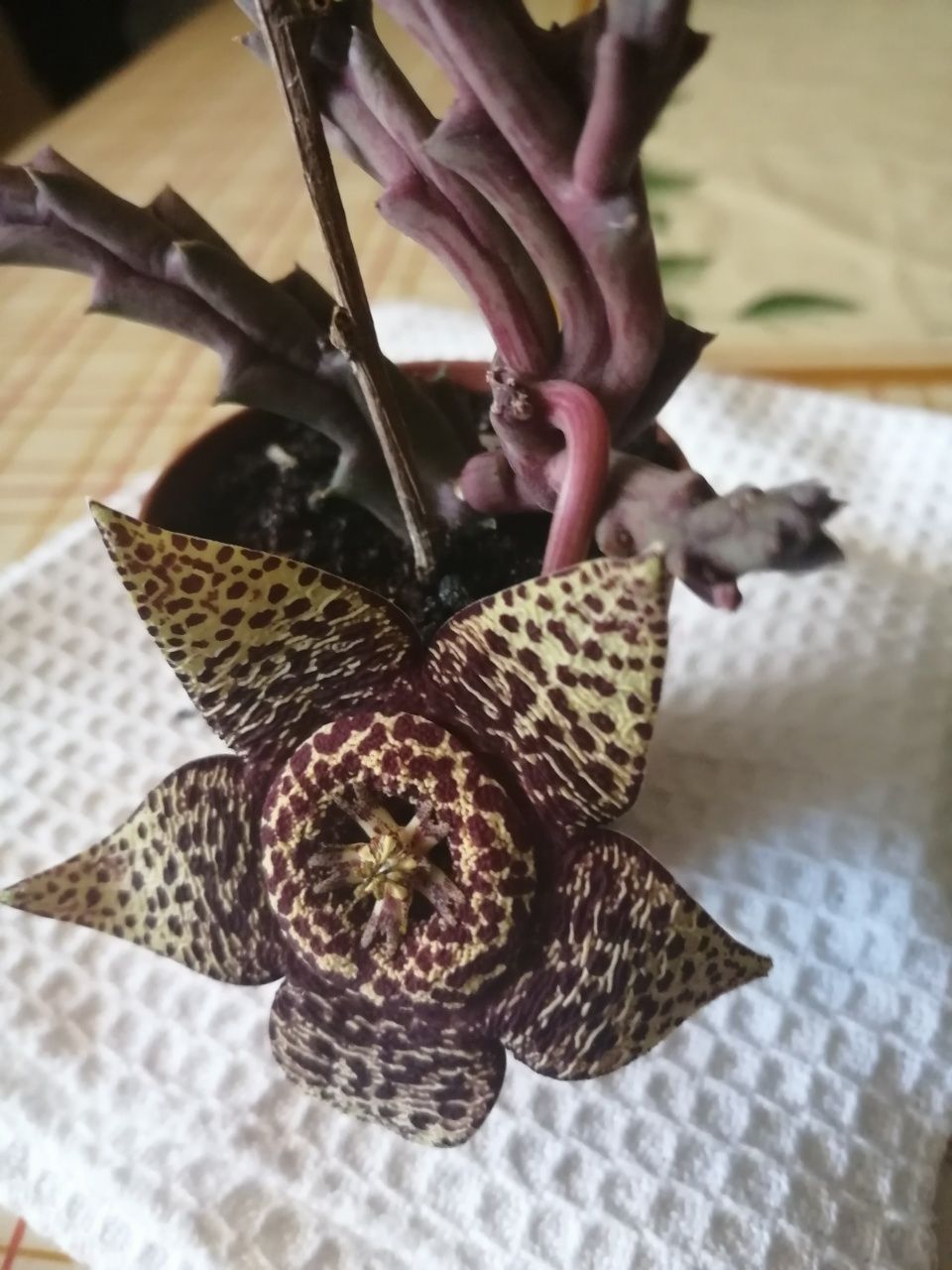 Suculenta em flor.