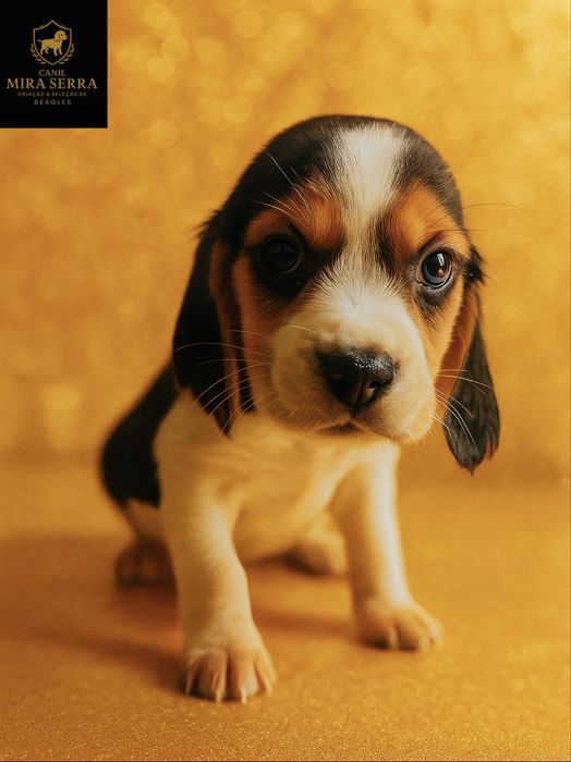 Beagle Fêmea Com Lop e Afixo