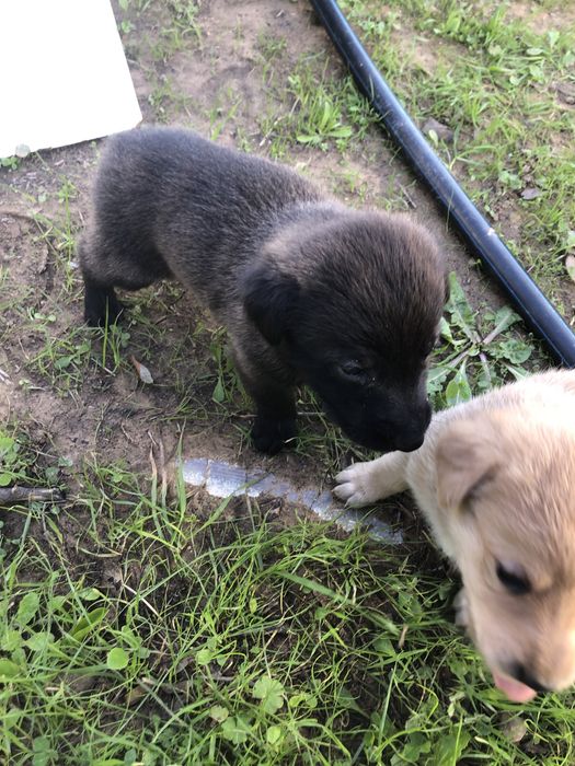 Cães bebés para dar