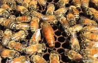 Matki pszczele KRAIŃSKIE, BUCKFAST- SEZON 2024