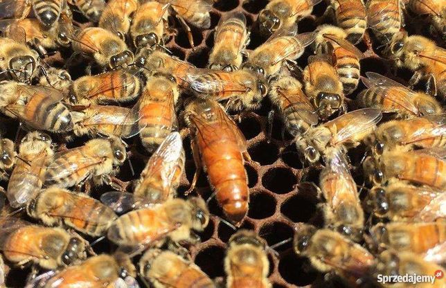 Matki pszczele KRAIŃSKIE, BUCKFAST - SEZON 2022