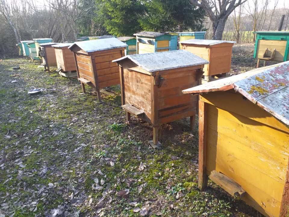 Pszczoły, rodziny pszczele z ulami