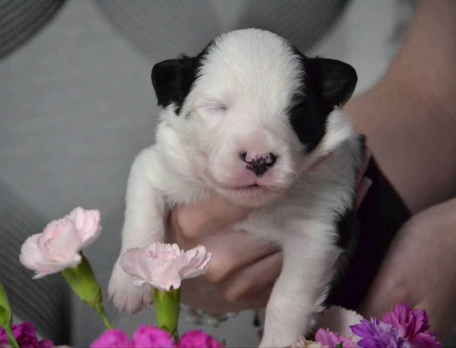 Suczka Border Collie Black&White