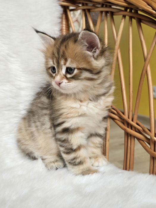 Kot syberyjski po Championie. Gotowa do odbioru