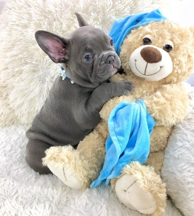 Дівчинка супер якість, французький бульдог