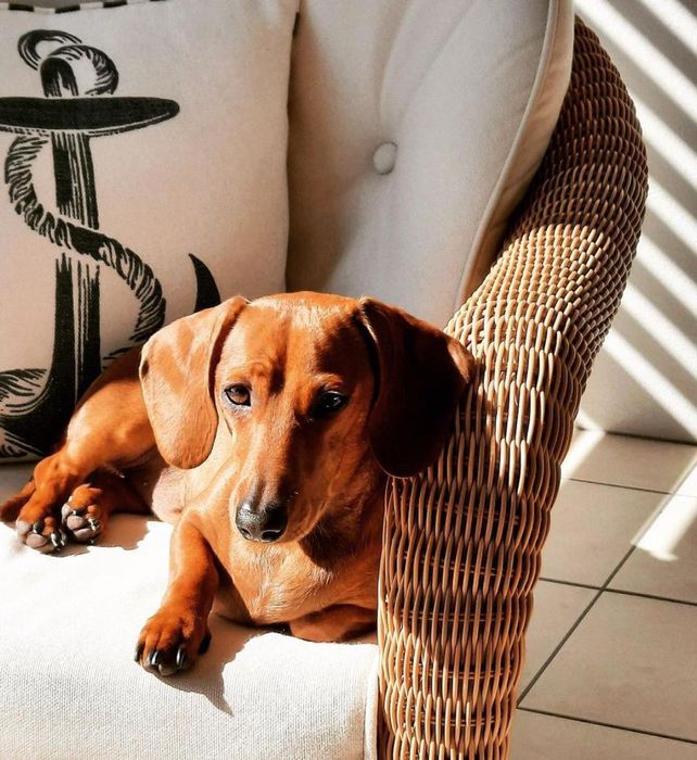 Рижошоколадні таксята