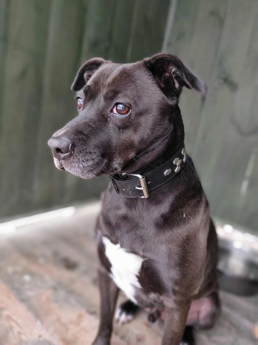 Nero w typie TTB odebrany z łańcucha