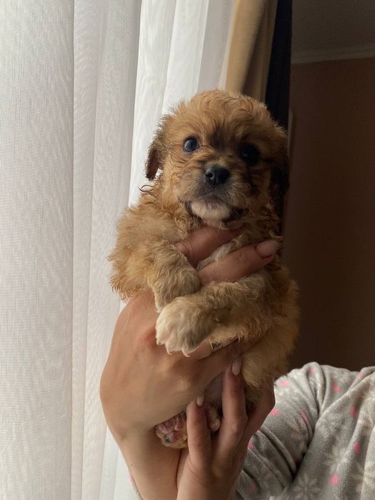 Собачки  метисти, пекінес мама  тато не відомо))) зводили з пекінесом