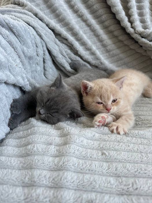 Британські котики