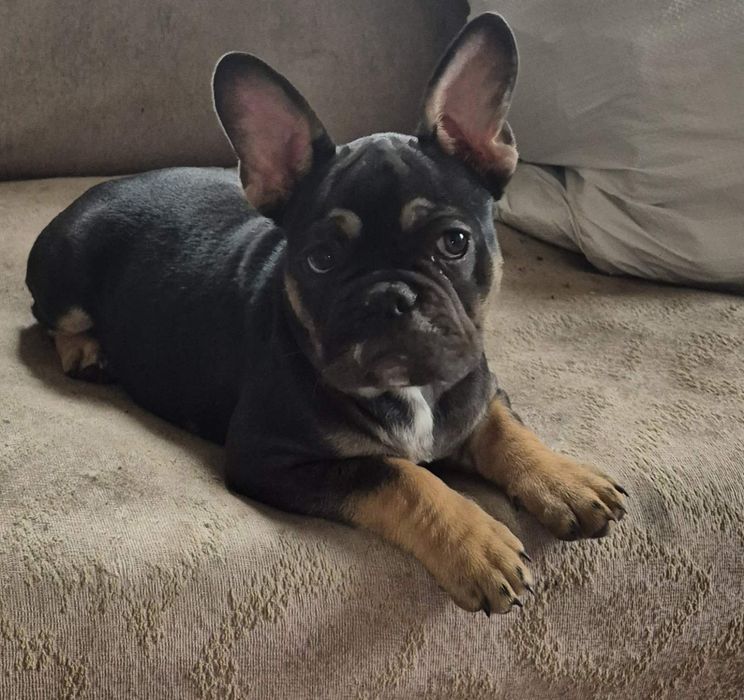 Продам цуциків французького бульдога