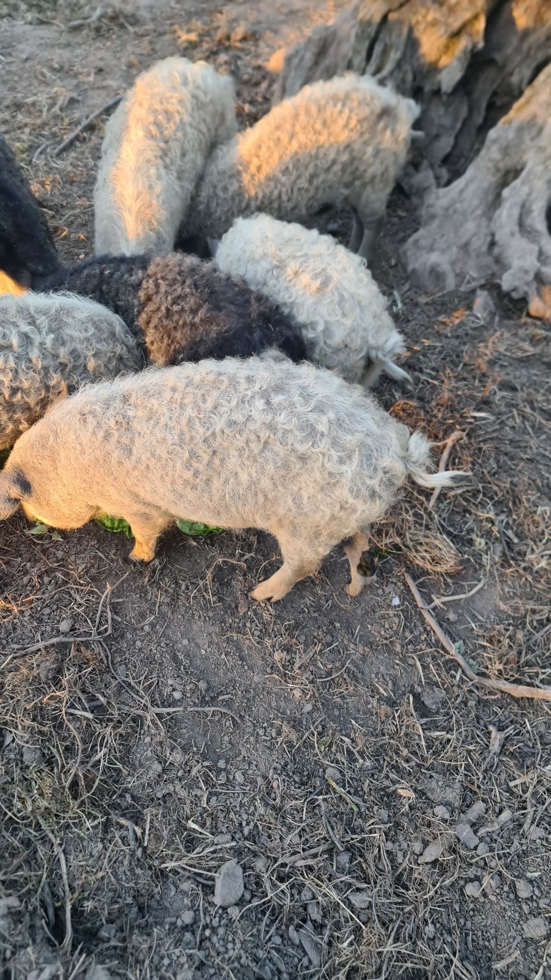 Leitoes  porco ovelha,  Mangalitsa   puro (4 meses)