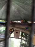 Vendo casais de loris molucanos