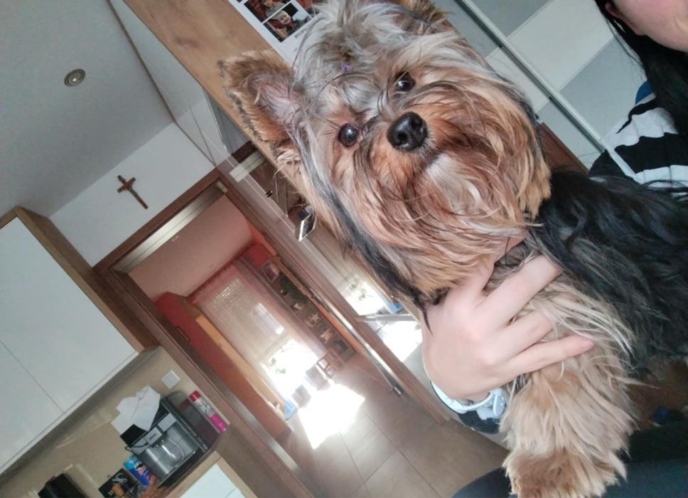 York yorki czarne mini