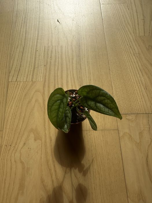Monstera siltecepana