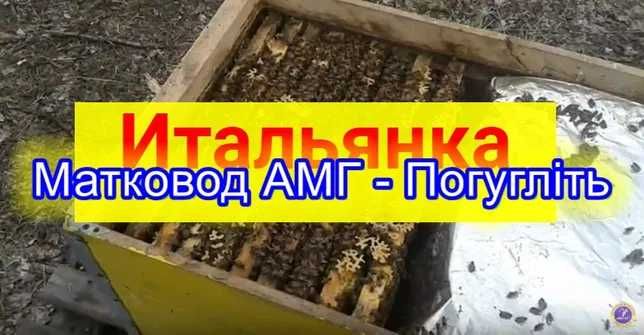 Плідні матки Італійка ф1 Бджоломатки итальянка плодные пчеломатки
