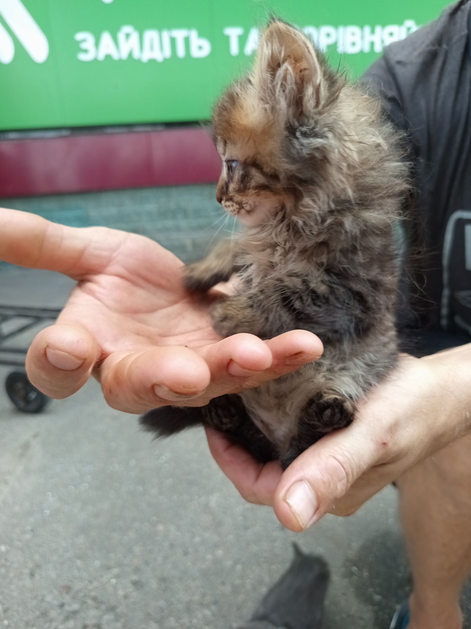 Котята продам недорого