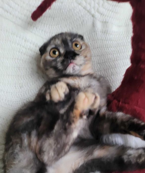 Супер милая девочка черепашка Скоттиш фолд из Киева