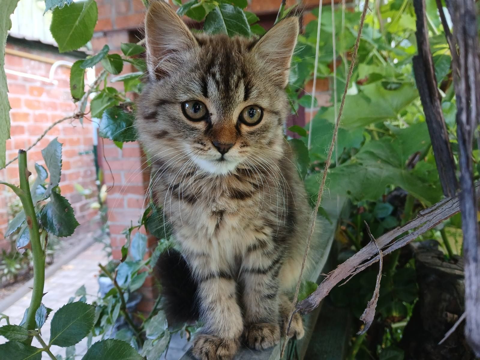 Тварини кошен дівчинка