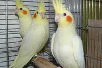 Papugi nimfy , młode z 20 lutego , łatwe do oswojenia