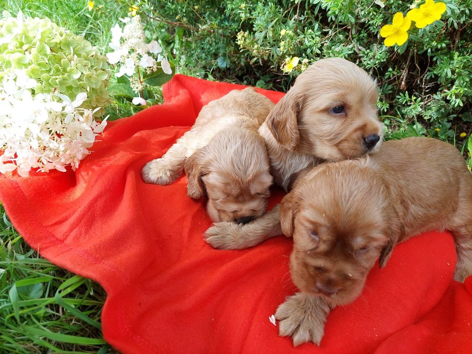 suczka Cocker Spaniel Angielski