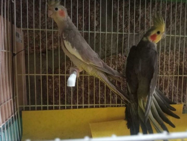 Vendo casal de caturras+ninho
