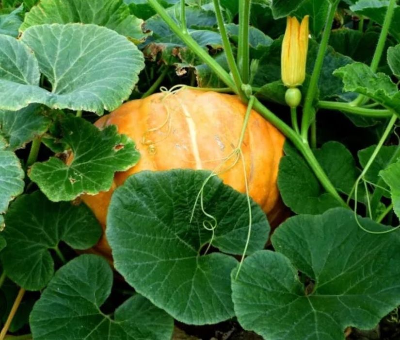 Dynie ekologiczne  różnej wielkości  cena   2,50 zł kg