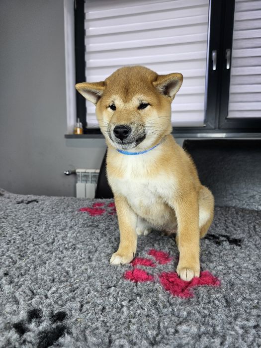 Shiba inu szczenię ZKWP FCI doskonały rodowód