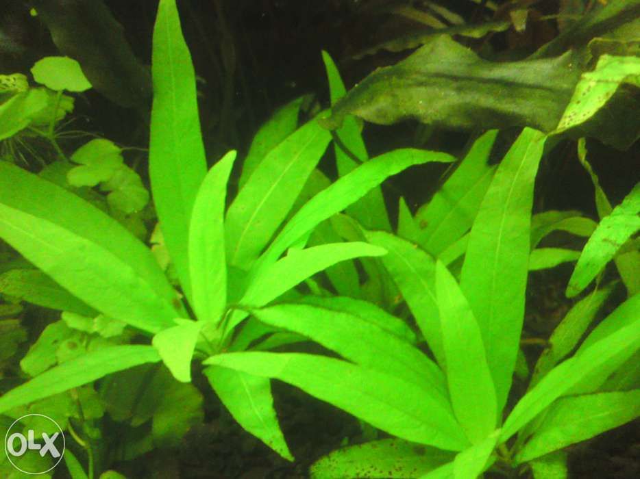 GB hygrophila "thajland" corymbosa roślina akwariowa