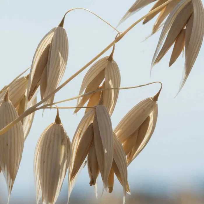 Owies ozimy KWS Snowbird C1 nasiona kwalifikowane