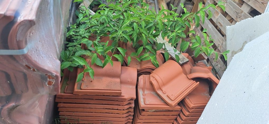 Dachówka  ceramiczna staroklasztorna  29m/2