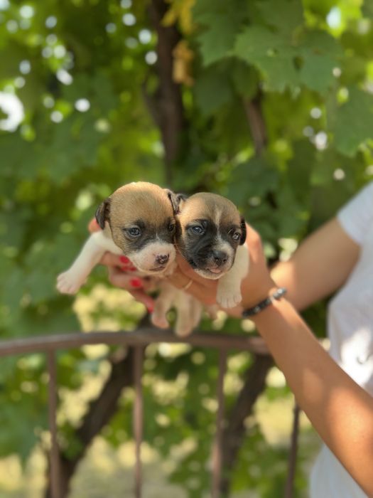 Хлопчики красунчики