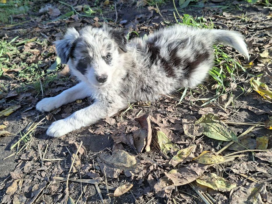 Sprzedam szczeniaki Border Collie