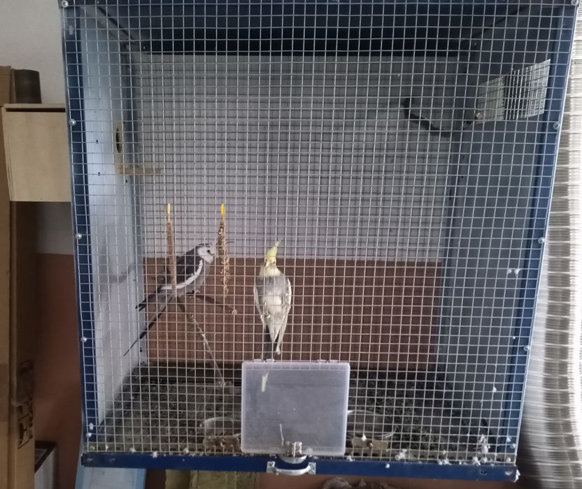 Gaiola (artesanal) caturra