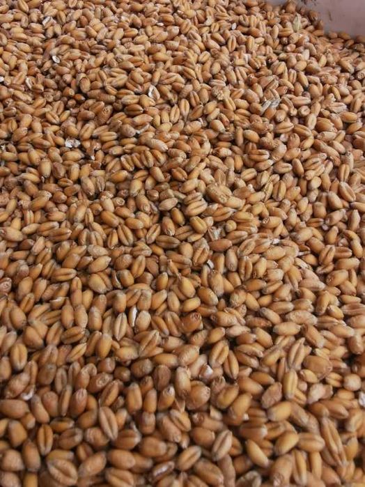 Sprzedam pszenice Elektra !!!